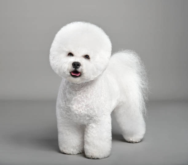 engraçado branco bichon frise - show dog - fotografias e filmes do acervo