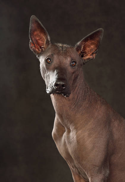 istock Portrait of  Xoloitzcuintli Dog 1377935425