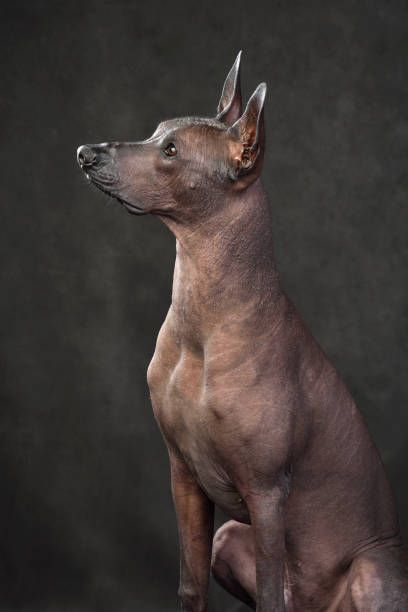 istock Sitting Mexican Hairless Dog 1377936000