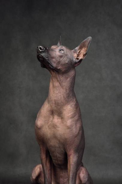 istock Studio shot of Xoloitzcuintli dog 1377936002