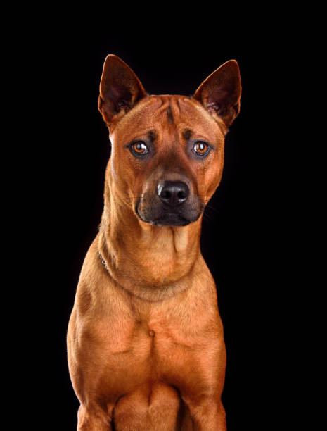 istock Portrait of  Thai Ridgeback dog 1377937152