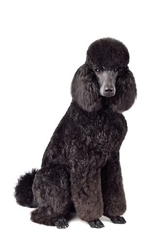 Funny royal black poodle sitting on a white background