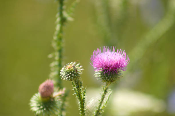 istock Spiny plumeless thistle in bloom closeup view with blurred green plants on background 1377945312