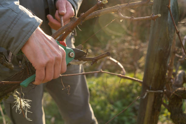 istock Man's hand pruning vines. Vine pruning. Copy space. View of the vineyard. 1377947038