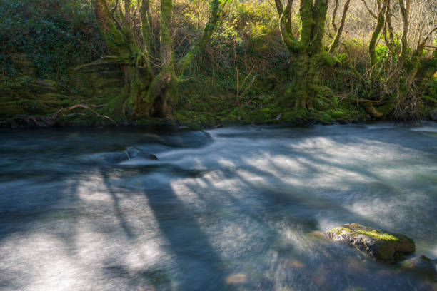Ancient chestnut trees next to the cold winter waters of a river in Courel Mountains Geopark in Galicia