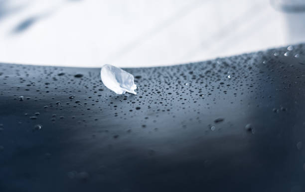 istock White petal on a black background and raindrops 1377953647
