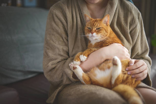 istock young woman sitting on sofa with cat 1377964840