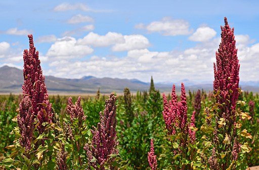 Growing chenopodium quinoa in Andean region in Bolivia