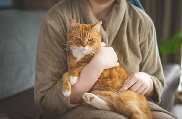 istock young woman sitting on sofa with cat 1377968584