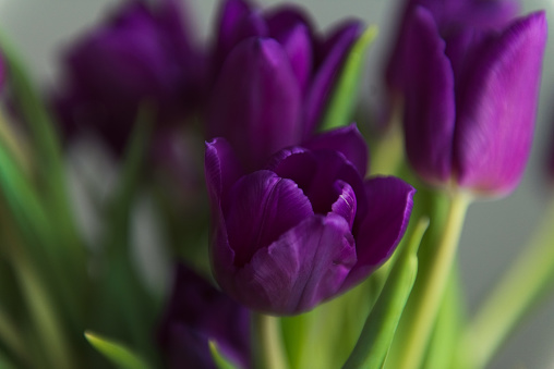 spring bouquet of lilac or vinous color tulips flowers, present for love, natural floral background selective focus