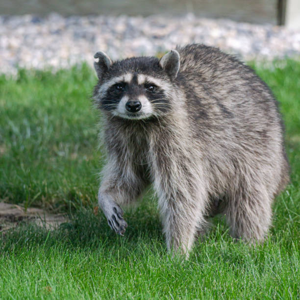 istock Raccoon Mother 1377976061