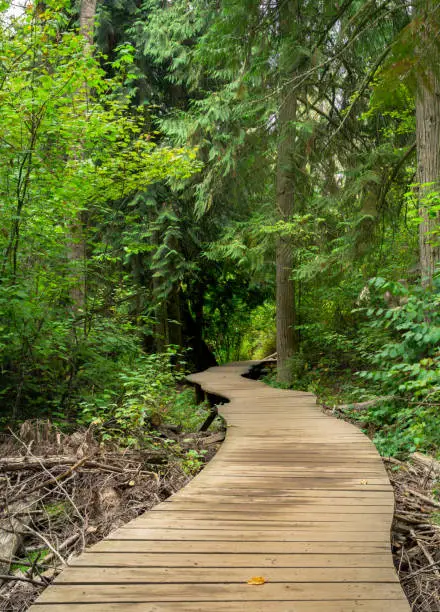 Photo of Wooden Boardwalk in the Forest
