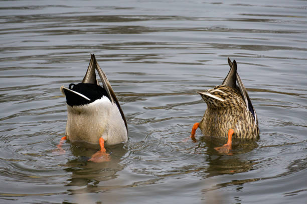 ducks immersioni - tail feather foto e immagini stock