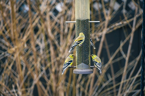 Goldfinches eating at a bird feeder