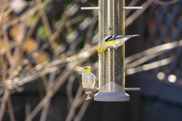 European Goldfinch (carduelis carduelis) feeding from a garden bird feeder with an out of focus background.