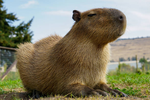 Capybara Capybara posing for the shot capybara stock pictures, royalty-free photos & images