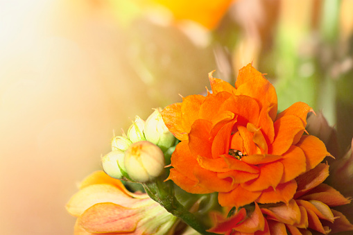 Vibrant macro top/side view close-up of the flower head of a blooming orange Gerbera plant with defocussed green leafs in the background, shallow DOF