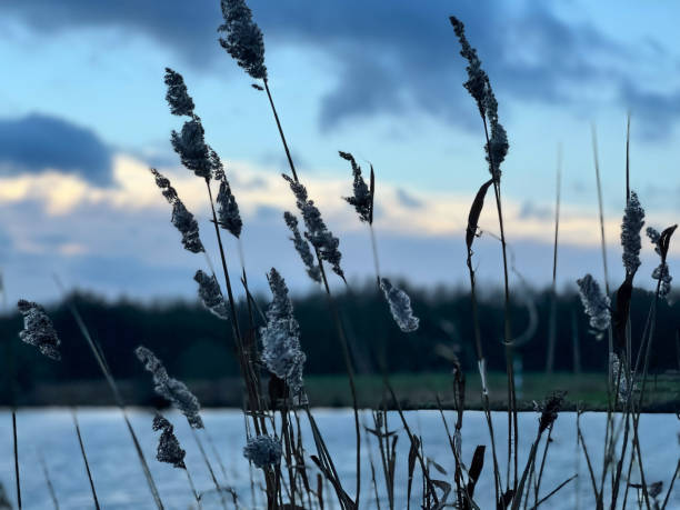 Reeds in winter in the evening with the river called "Ems" in the background. Reeds in winter in the evening with the river called "Ems" in the background. parallel port stock pictures, royalty-free photos & images