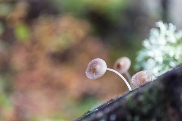 버섯 미케나 비틸리스, 가을에 밤숲트렁크 - 자주졸각버섯 뉴스 사진 이미지