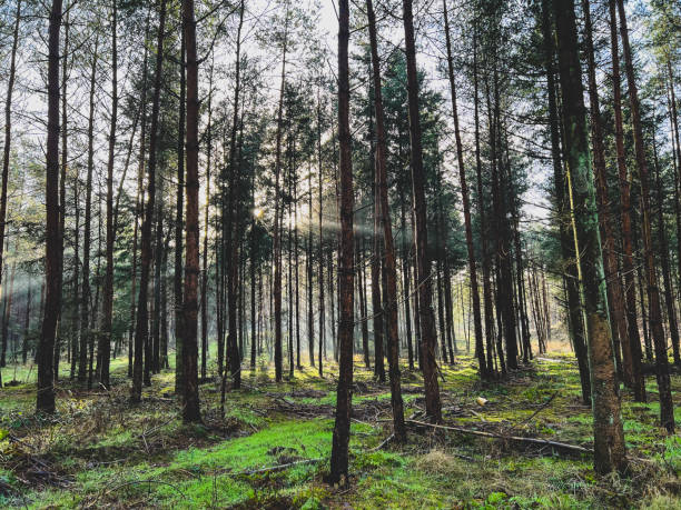 istock A forest with beautiful light and some fog and snow in winter. 1378001329