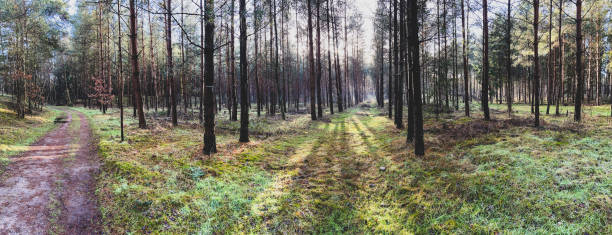 A forest with a path and with nice light and some fog and snow in winter.