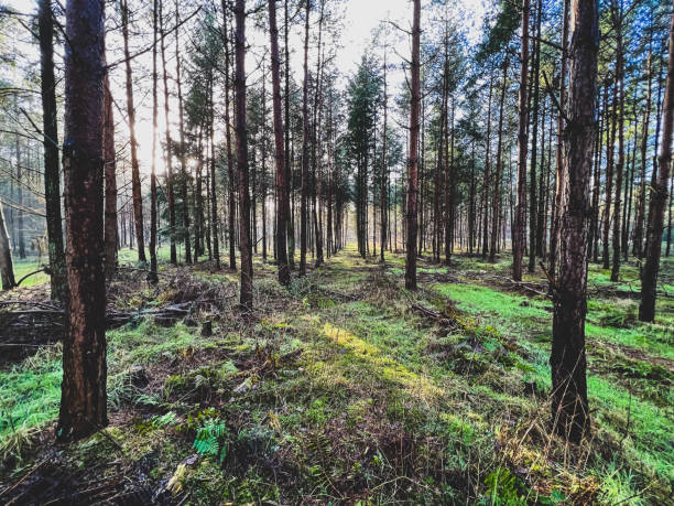 istock A forest with beautiful light and some fog and snow in winter. 1378006076