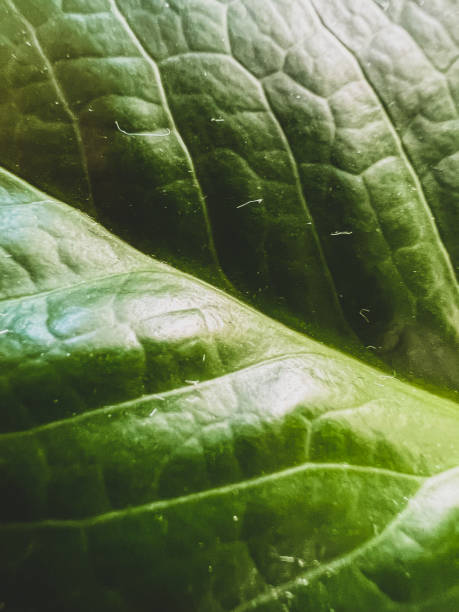 istock A macro image of a green flat with fibers. 1378008218
