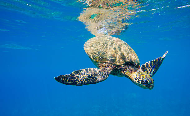 istock Hawaiian Green Sea Turtle Under Water 137800958