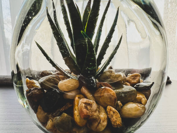 istock A plastic cactus with many small stones in a glass ball as decoration. 1378011392