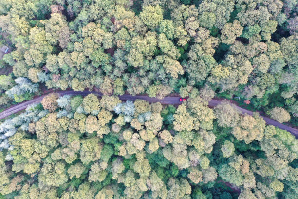 istock Winding Road. Idyllic winding road through forest 1378013506