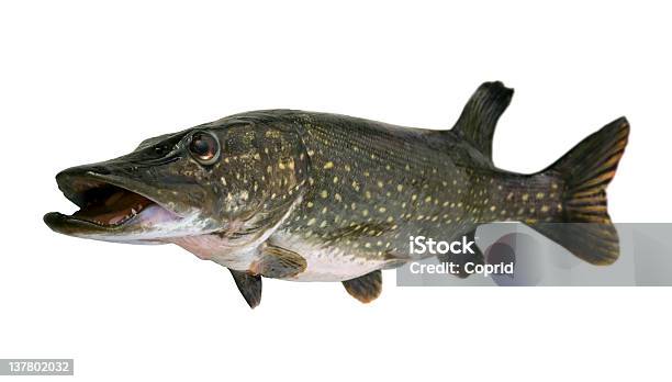 Foto de Pike e mais fotos de stock de Debaixo d'água - Debaixo d'água, Lúcio - peixe, Animal