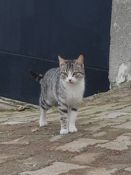 istock Tomcat is standing on the street 1378020451
