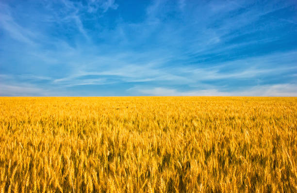 Ukrainian flag, wheat field against the blue sky stock photo