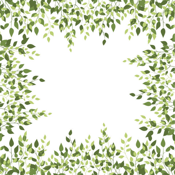 Birch green eco foliage spring square frame border Birch green foliage square frame. Spring branch card. Text board with leaf border background. Natural botanical backdrop of tree leaves on a white background birch tree background stock illustrations