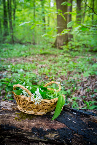 istock Picking Wild Garlic (allium ursinum) in woodland 1378023779