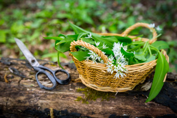 istock Picking Wild Garlic (allium ursinum) in woodland 1378024342