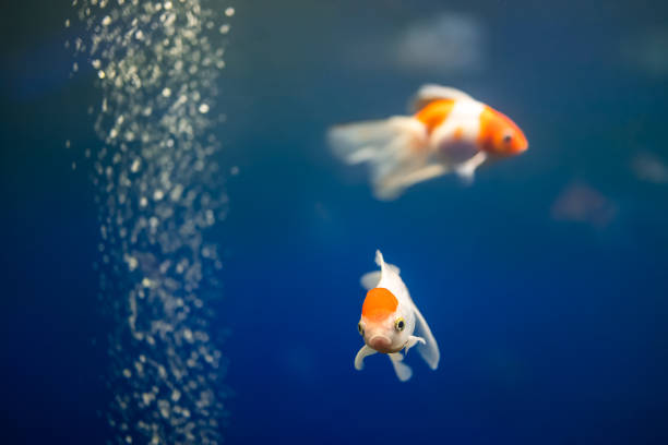 istock tropical fish and exotic animals 1378027664