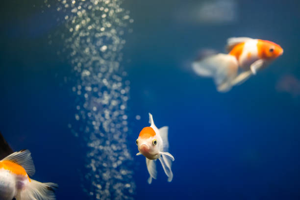 istock tropical fish and exotic animals 1378028169