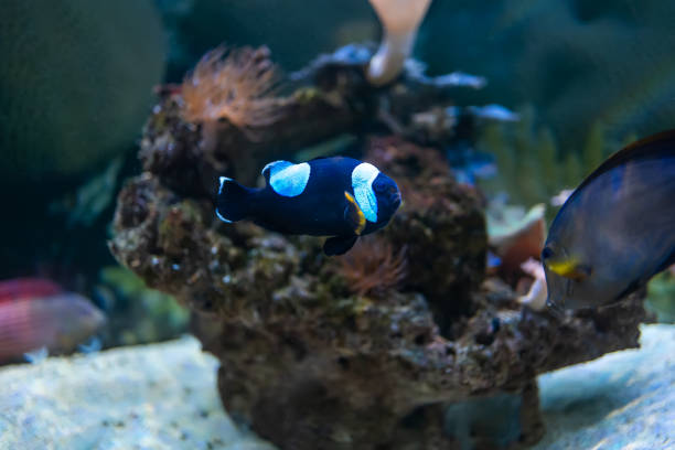 istock tropical fish and exotic animals 1378028725