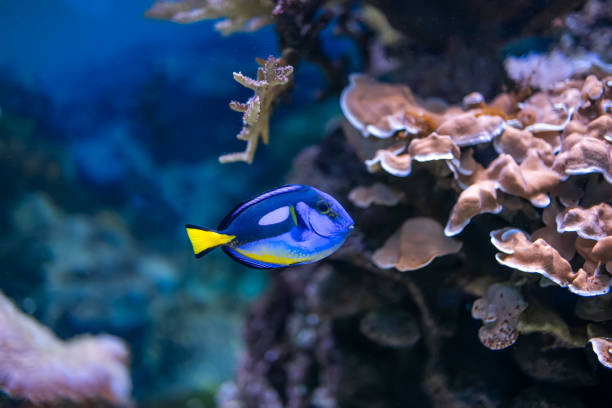 istock tropical fish and exotic animals 1378029260