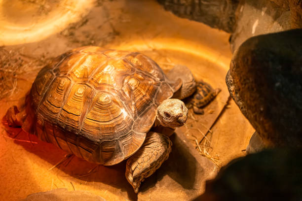 istock tropical fish and exotic animals 1378029831