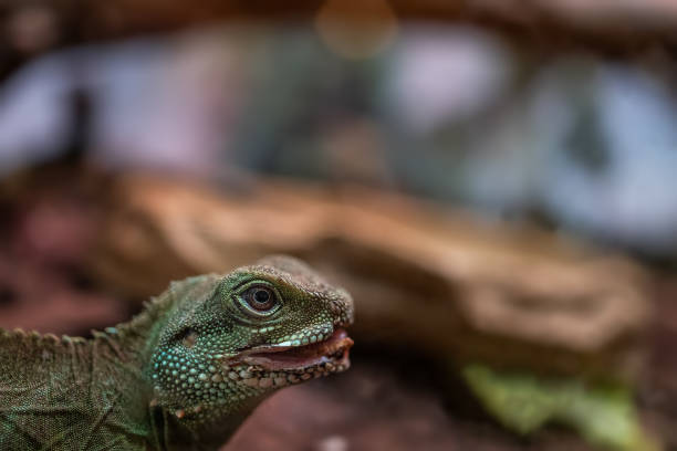 istock tropical fish and exotic animals 1378032508