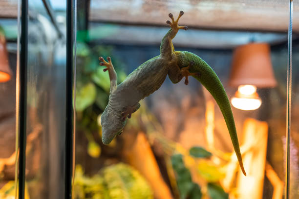 a green lizard stuck to the glass of the terrarium hanging