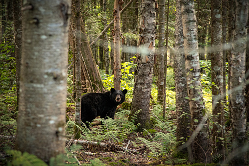 A Black Bear walking through the forest seems amused.