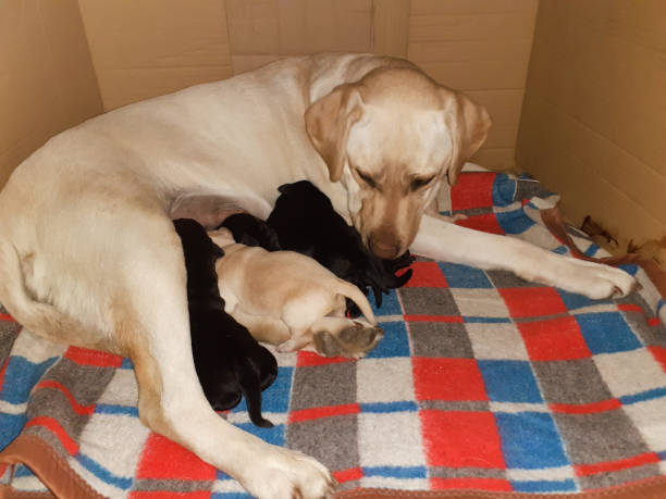 istock White labrador retriever mother with her babies 1378034707