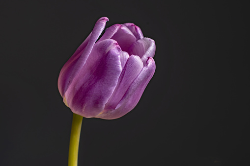 A  lovely side on close up view of a single purple tulip  on a black background