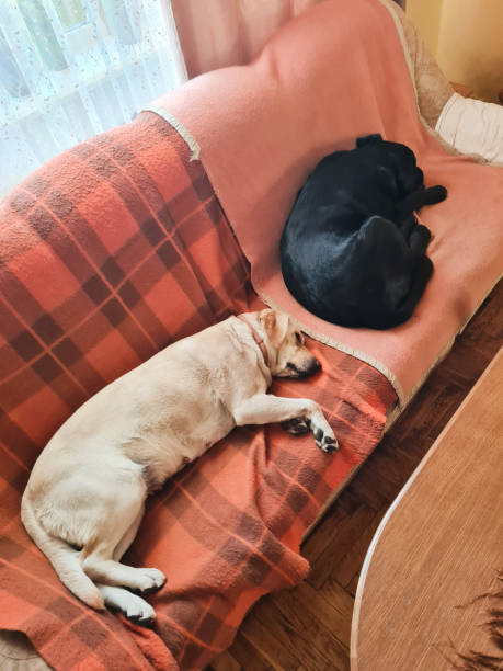 istock Black and gold Labradors lie on the couch 1378035831