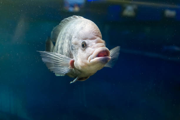 istock tropical fish and exotic animals 1378035864