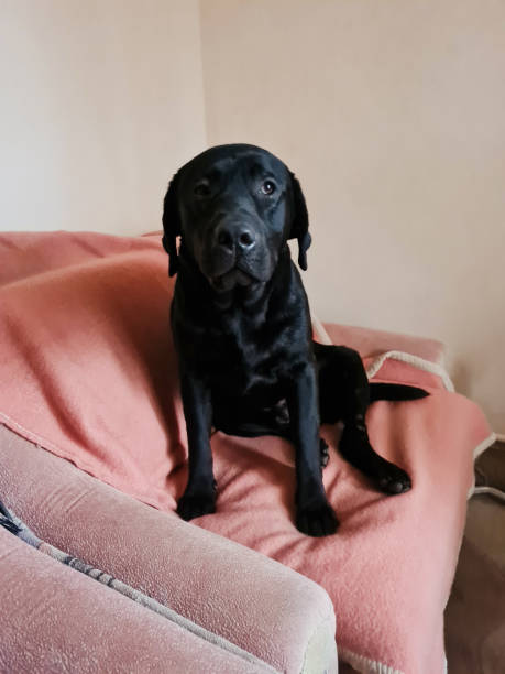 istock Young black labrador lying on the couch 1378036393