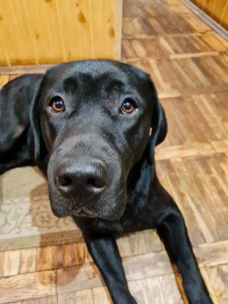 Beautiful Labrador Retriever Puppy sitting on laminate wood background. Labrador Retriever Portrait playing in living room